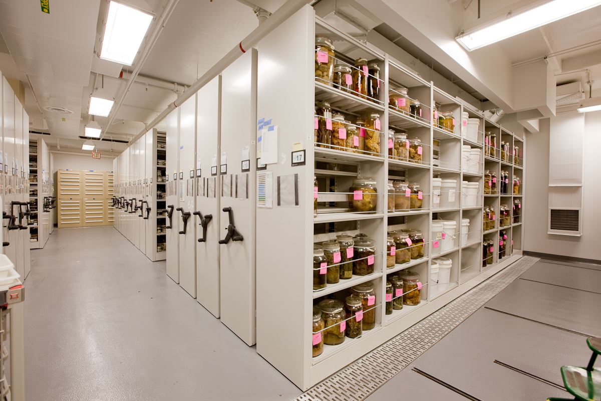 IMAGE CREDIT: COURTESY SMITHSONIAN INSTITUTION