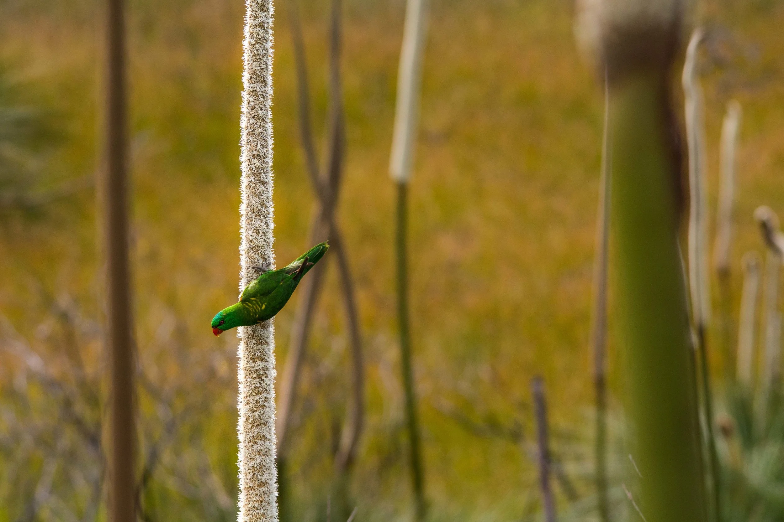 DSC_2903-Edit.jpg