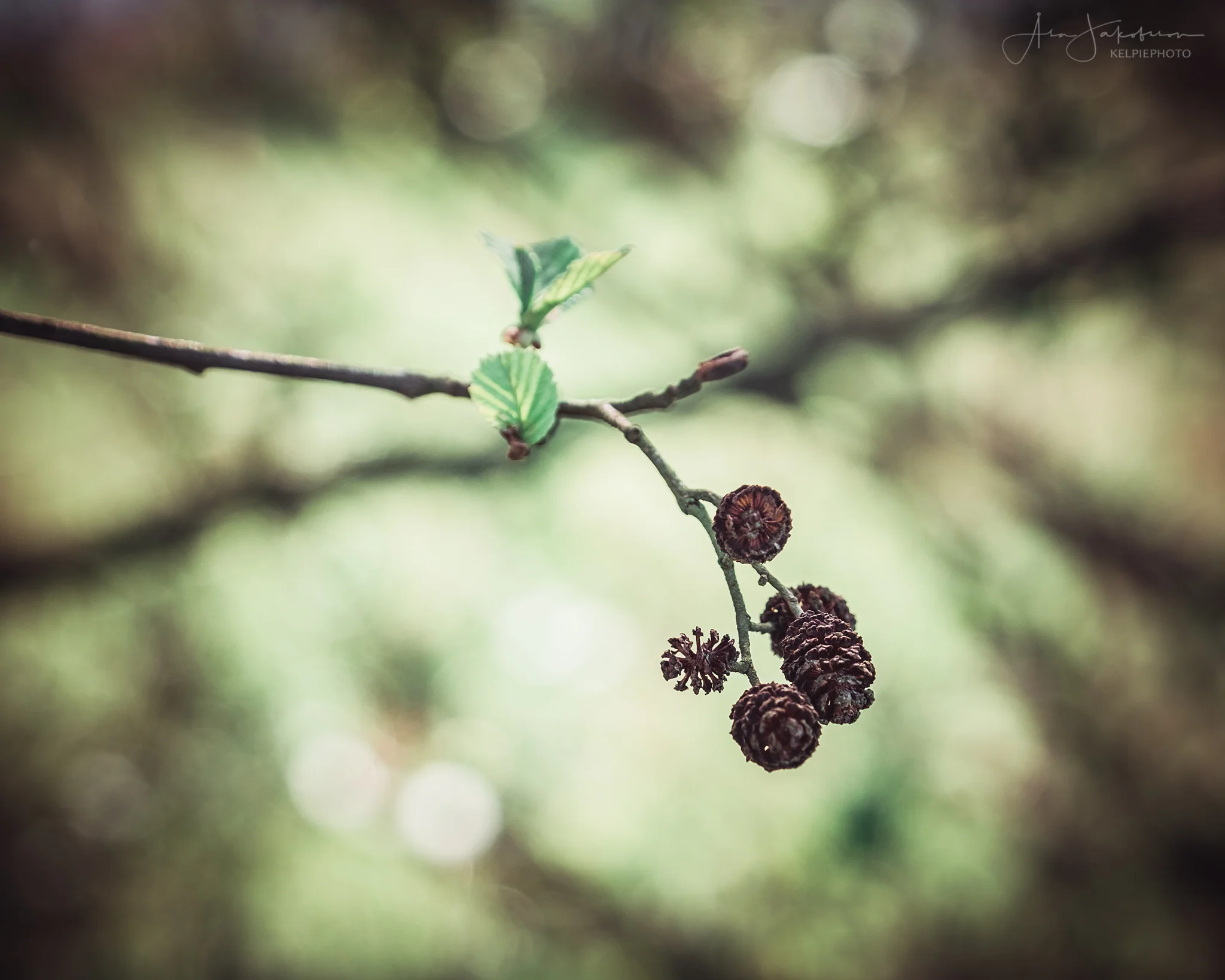 _DSF2841-web.jpg