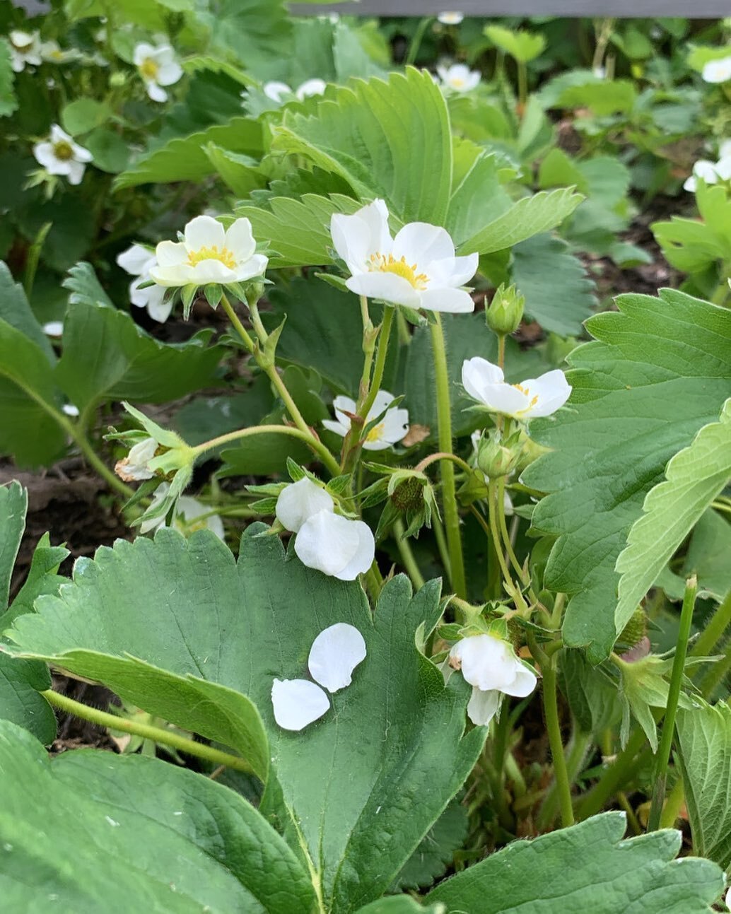 We&rsquo;re getting closer to those sweet sweet allotment strawberries.

Sometimes we just can&rsquo;t wait and end up taking some of the white ones back for recipe testing. 

You might get a little surprise on the menu if you join us in June. Anothe