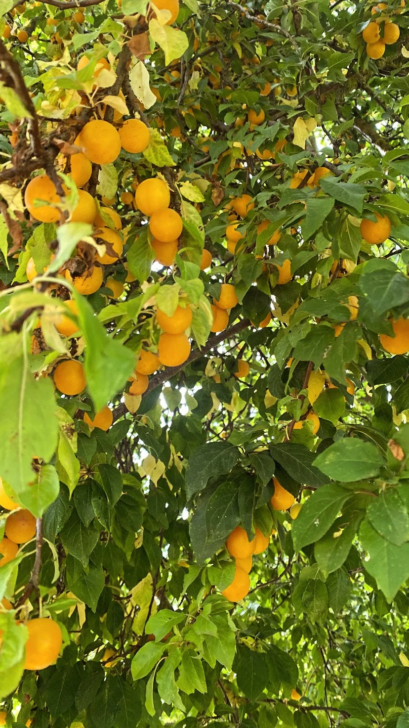 Best foraging finds this week in Germany. Wild apricots and hops. 

What is your best foraging find? 

#EarlsdonSupperClub #EatWithTheSeasons #GrowCookShare #eatlocal #CommunityFood #AllotmentLife #FarmToFork #MeetTheGrower #CommunityEating #GardenTo