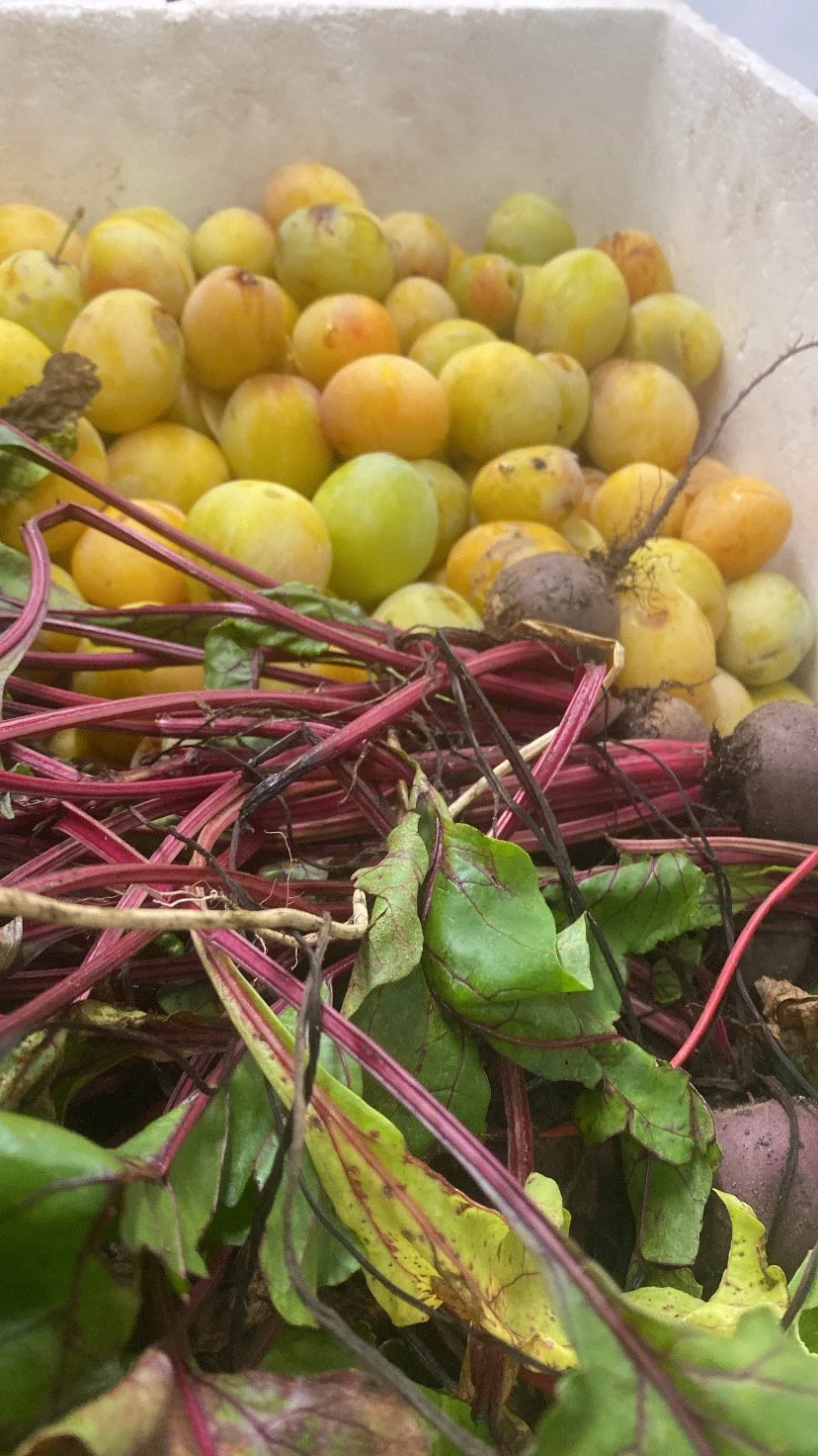 You might see some Plum and Beetroot on the menu this week :)

#CommunityFood #FromPlotToPlate #EarlsdonSupperClub #eatlocal #BritishFoodCulture #CommunityEating #CulinaryStorytelling #SupportLocal #AllotmentLife #GrowCookShare #SharedTable #Seasonal