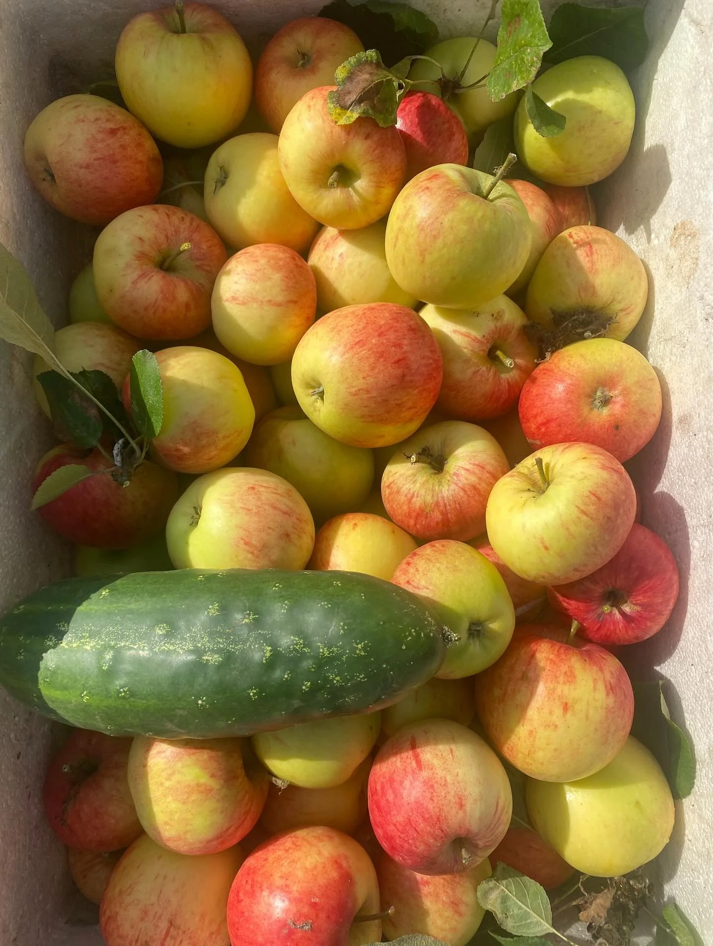 It’s harvest time and we have a special event this Friday and Saturday. There are still a few places that you can book in our bio. 
#foodie #cheflife#supperclub #organic #discoverunder10k #dining #foodiegram #privatedining #catering  #personalc