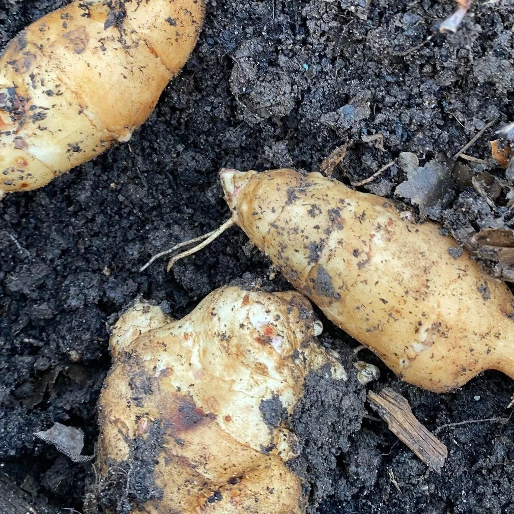 Every year I aim to improve as a chef but also as as a grower 

I'm so proud to still be serving fresh vegetables from the allotment all the way through ]winter, next to all our preserved allotment  offerings