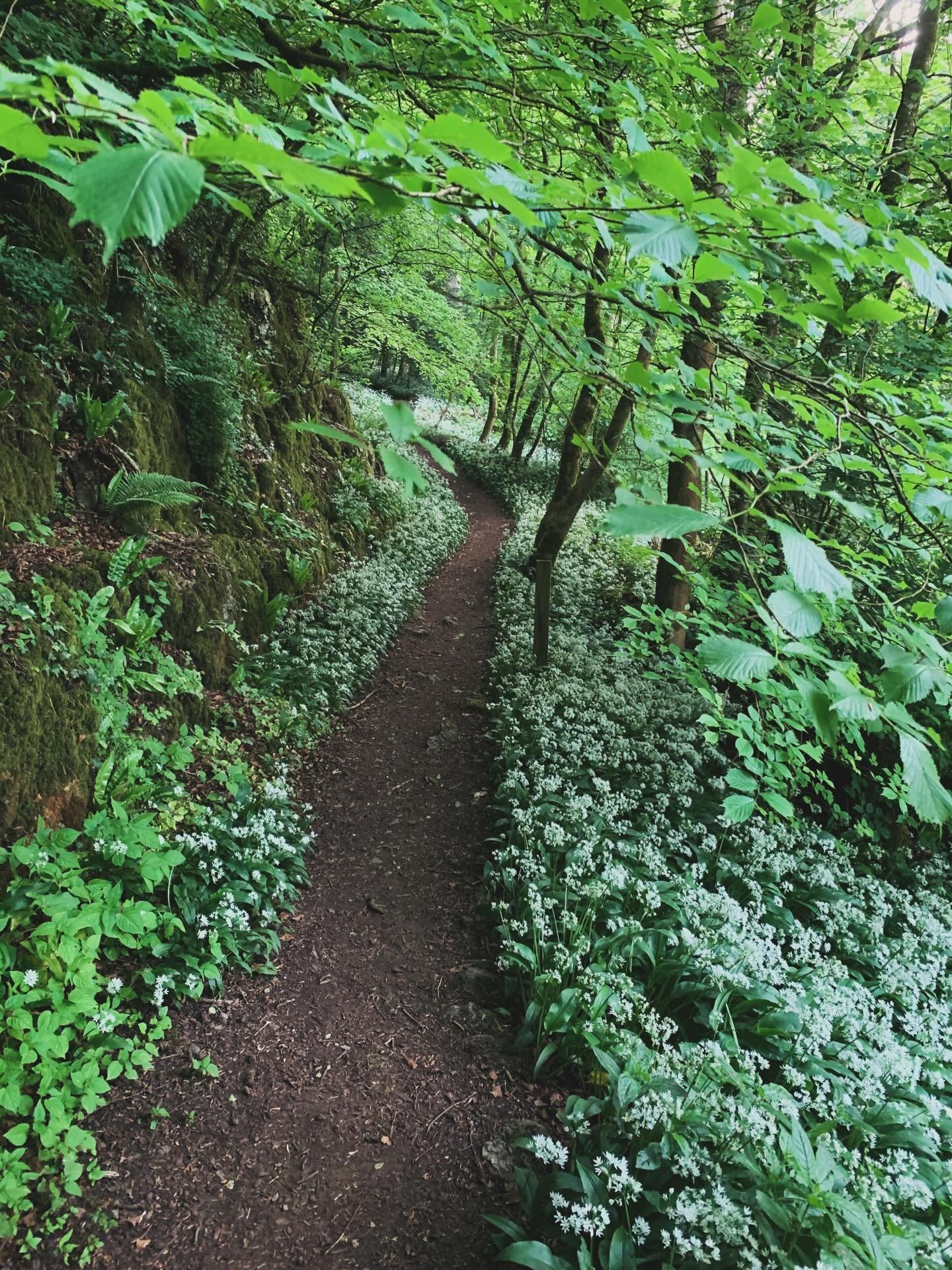 It&rsquo;s that time of year 👀
We&rsquo;ve got some unbelievable dishes utilising foraged wild garlic on the menu this weekend 

Spaces on Friday only - book in bio before they go