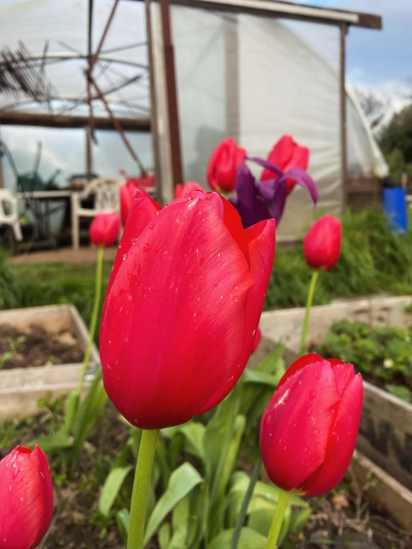 Allotment in Bloom 🌷