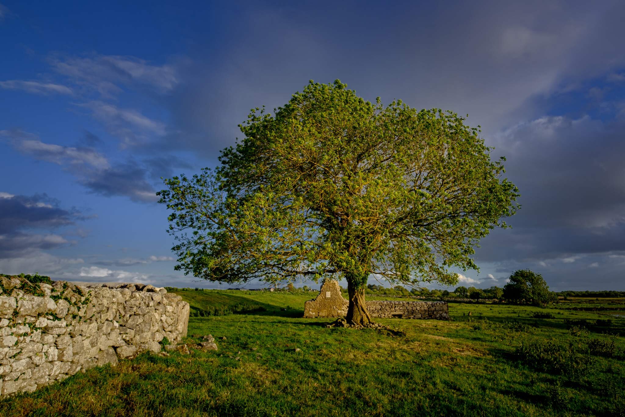 tree-oflife-at-kilmacduagh.jpg