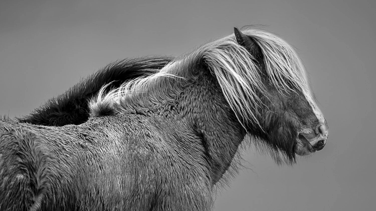 Icelandic ponies standing quietly in the rough Icelandic landscape beneath a pale sky