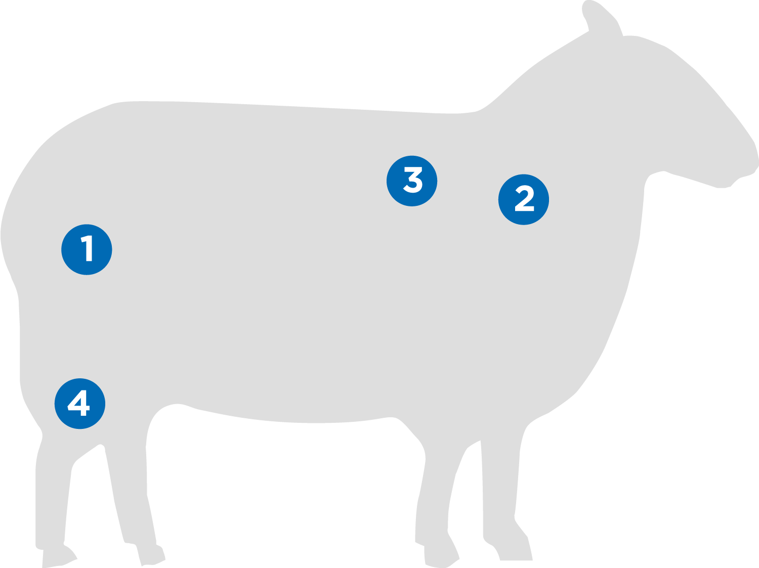 lamb.png