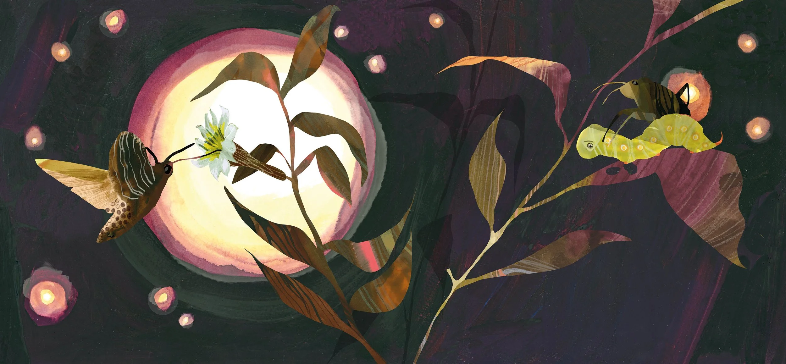 down_desert_moth - Rachel Richards.jpg