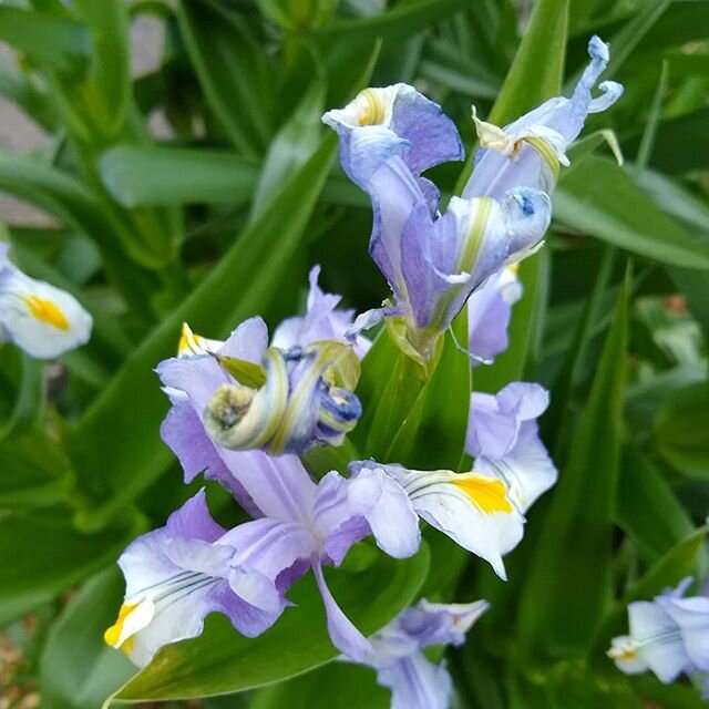 Iris willmotiana in Kew Gardens yesterday
#iris #flowers #delicate #curly #usbekistan #plantsmakepeoplehappy #flowersofinstagram #kew #kewgardens #london #spring #lookoutside