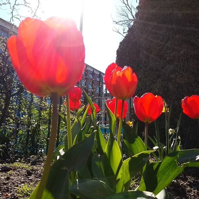 Tulips in Brunswick Square
#flowersofinstagram #tulips #red #plantsmakepeoplehappy #lookoutside #london #planetree #brunswicksquare #bloomsbury #sun #flare