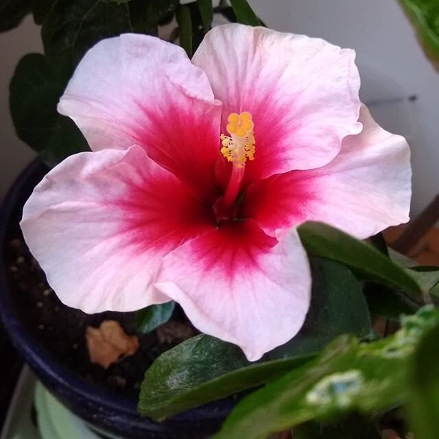 Hibiscus flower. Comes up every year, lasts a day
#potplant #flowersofinstagram #plantsmakepeoplehappy #lookinside #pink #indoorgreen