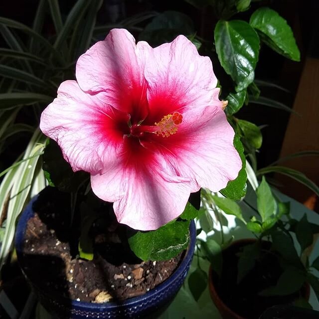 Second flower this year!
#hibiscus #flowersofinstagram #potplant #plantsmakepeoplehappy #indoorplants #indoorgreen #pink #shadows #gardening