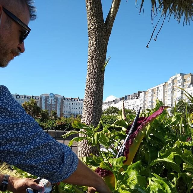 Guerrilla weeding in the park in St Leonard's
#plantsofinstagram #plantsmakepeoplehappy #weeding #parklife #stleonardsonsea #sussex #tropical