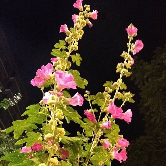 Hollyhocks! At the bus stop! Thank you whoever planted these. One of my favourite parts at the Elephant and Castle roundabout.
#hollyhock #flowers #cottagegarden #urban #rusinurbe #pink #london #elephant #elephantandcastle #waiting #plantsmakepeopleh