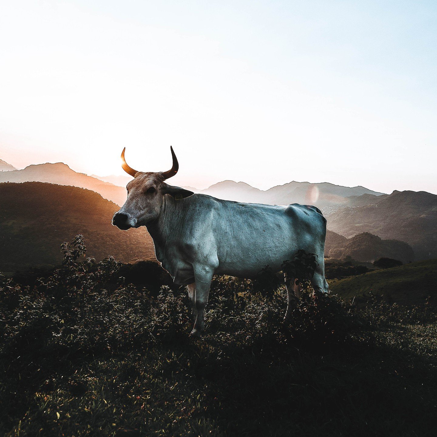 Dive into the celestial realm of TAURUS energies with our latest blog post!🌟✨ 🐂

Embrace the steadfast determination and sensual richness this earth sign offers, and discover how to HARNESS its power in your daily life. 💫 Whether it's grounding yo