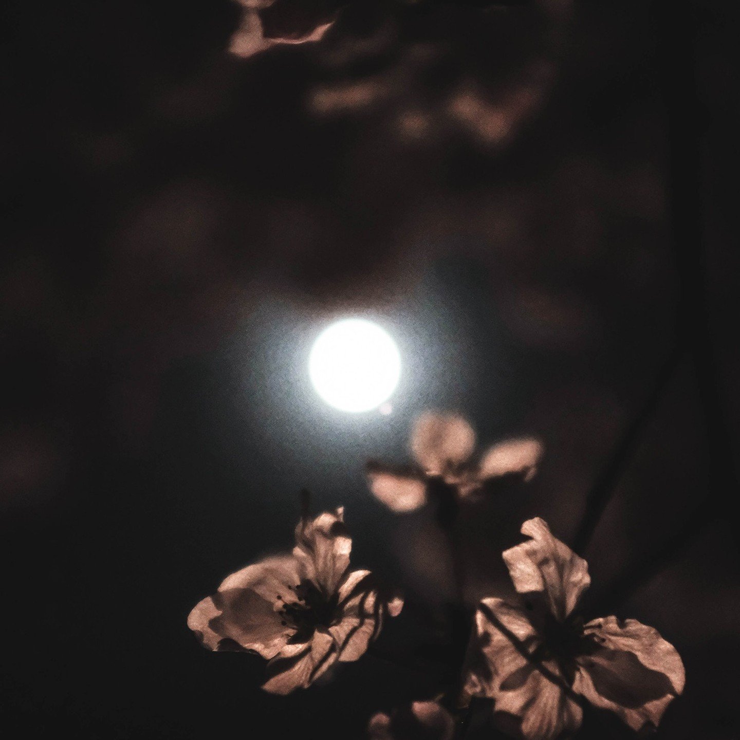 Get ready to be ENCHANTED by May's Flower Moon!🌸✨

Our latest blog post, &quot;Blossoming Under the Full Moon: A Guide to the Flower Moon,&quot; is live! 🌕💫 Dive into the MAGIC, learn the history, discover how to connect with nature, and reflect o