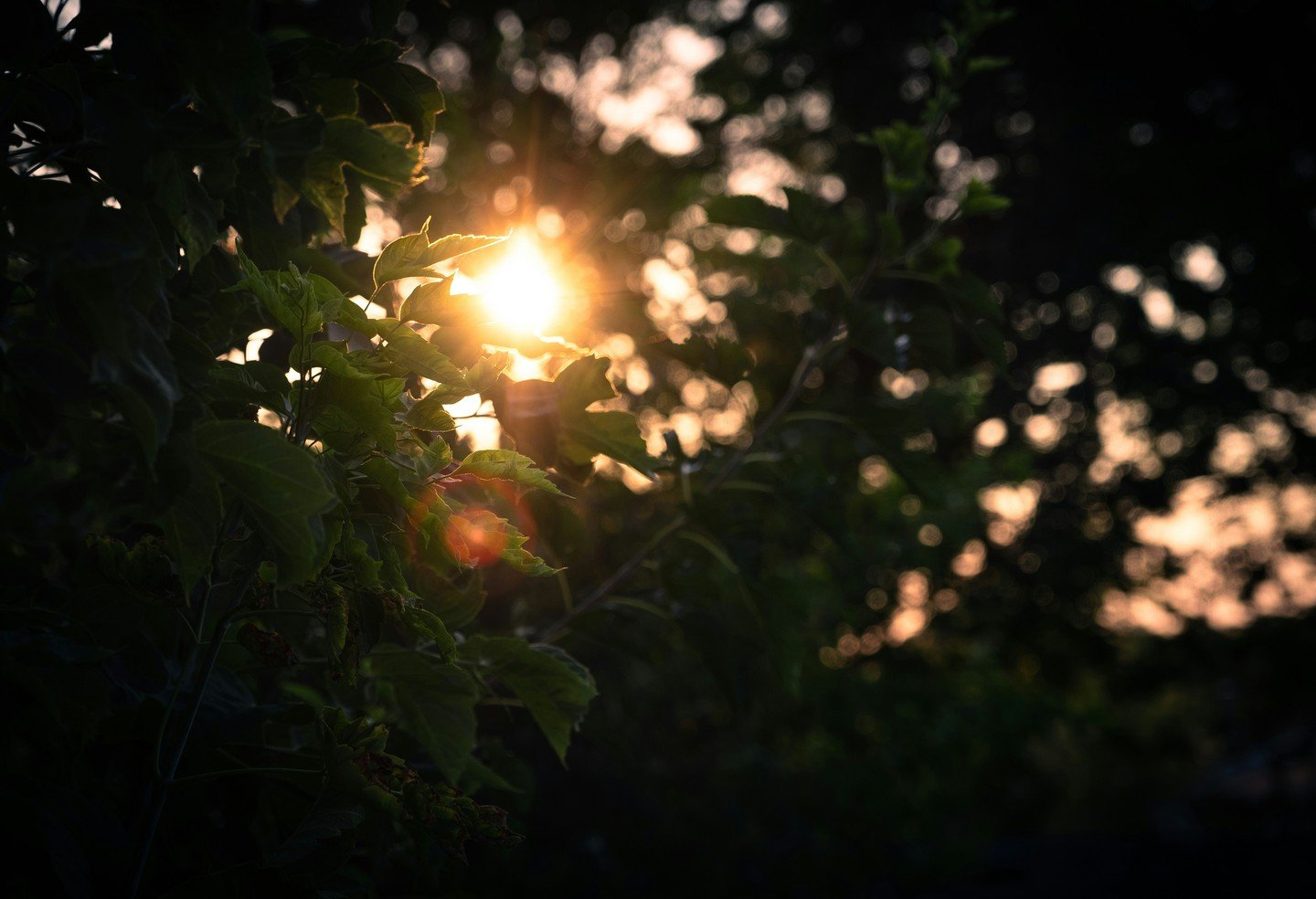 ✨Happy Summer Solstice, bright souls!✨

The sun is at its peak, the earth is alive, and the magic is strong. Today, we celebrate light, growth, and the beauty of the season. 🌻

Whether you're dancing barefoot in the grass, making a flower crown, or 