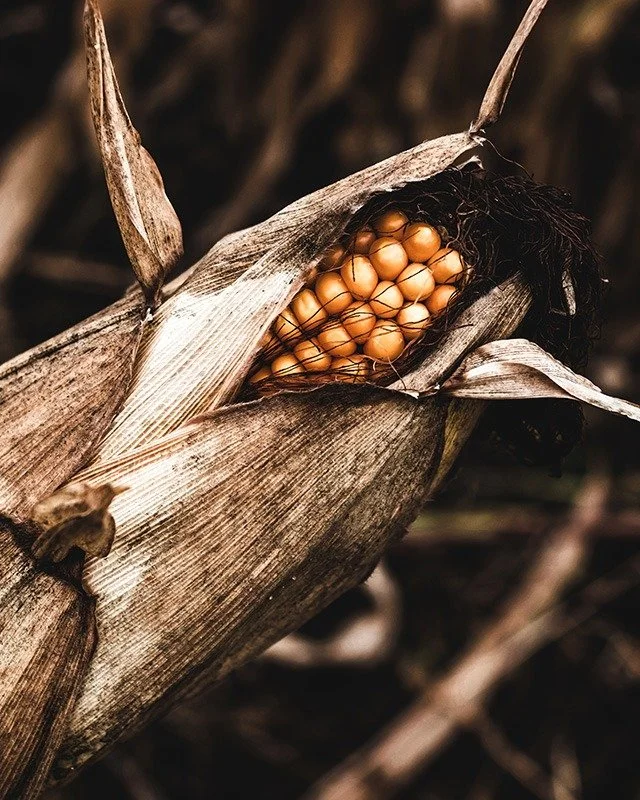 The veil is thinning and the air&rsquo;s getting&hellip; spooky. 🍂🔮

Forget the usual salt and crystals; this fall we&rsquo;re crafting protective magic from the unexpected. Wind chimes that sing with spirit. Corn husks that whisper old spells. Dry