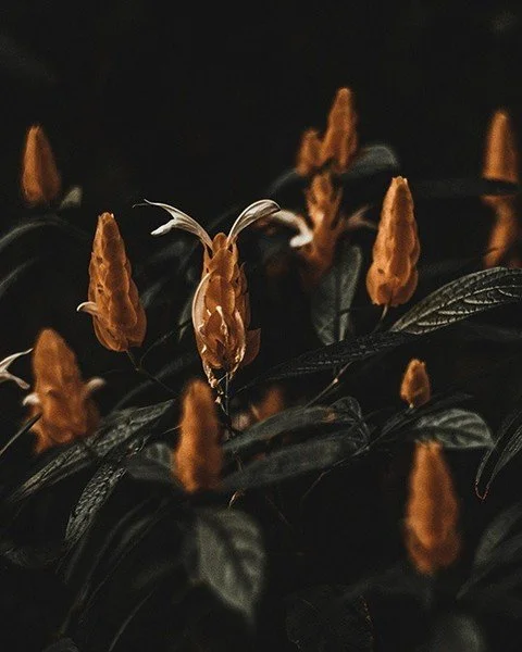 The plants are watching&hellip;🌱✨ 

Is your pothos thriving &mdash; or secretly catching the vibes of a restless spirit? 👀

Our latest blog dives into occult houseplants, haunted folklore, and the uncanny idea that greenery might be more alive than