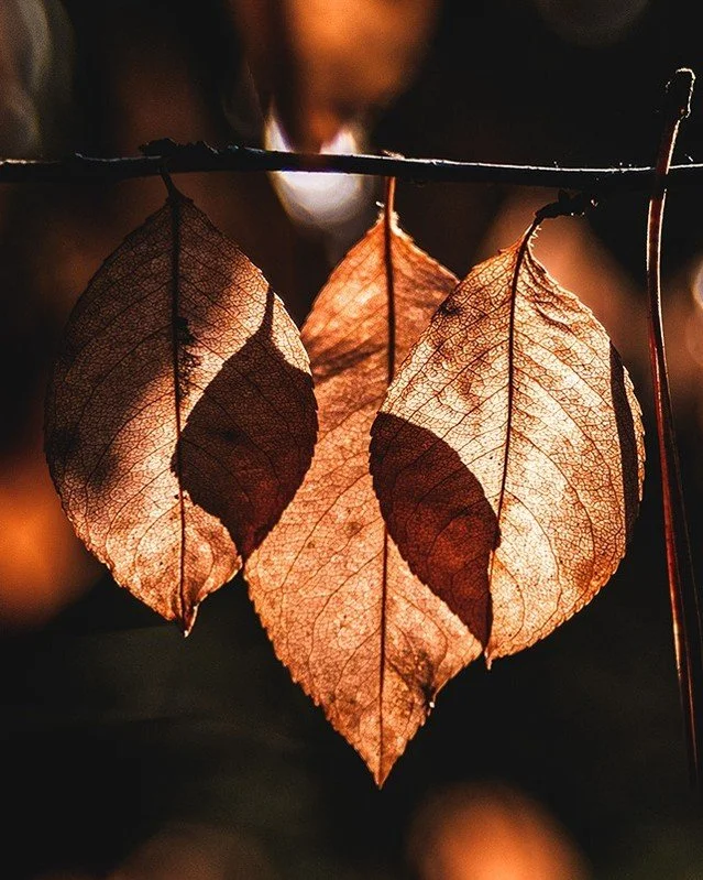 The season of shadows calls us inward. 🍂✨

Shadow work isn&rsquo;t about darkness &mdash; it&rsquo;s about discovery, compassion, and the quiet power of transformation.

Our newest blog shares gentle rituals for witches walking through the stillness