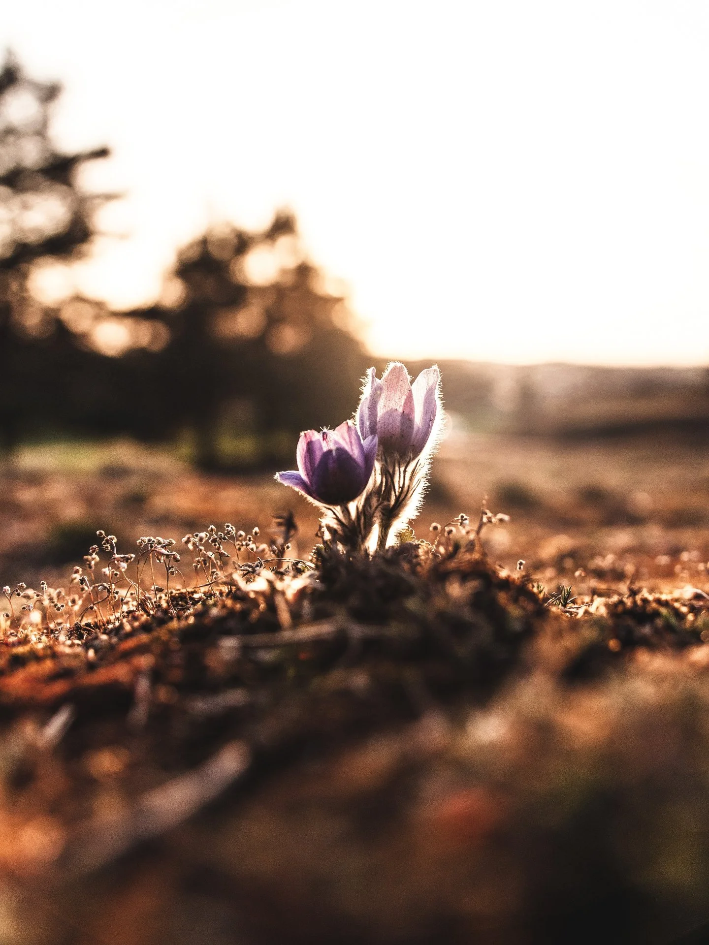 The earth is waking up. 🌱✨

Longer light.
Warmer air.
Green returning where winter once rested.

Spring doesn&rsquo;t arrive all at once.
It unfolds slowly. Quietly. Patiently.

This season is an invitation to do the same.

#SpringAwakening #Seasona