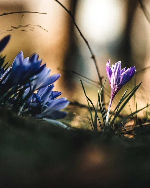 The thaw has begun. 🌱

Ice softens.
Soil loosens.
The earth exhales after winter.

Early spring is not loud or dramatic. It is subtle. Quiet shifts happening beneath the surface.

In our newest blog, we explore the spiritual meaning of the thaw and 
