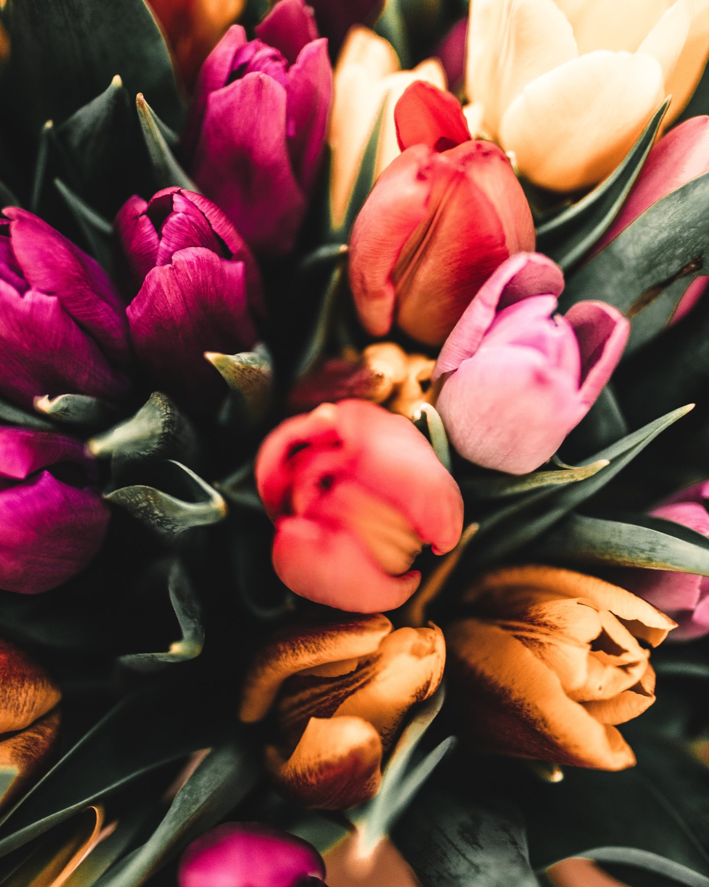 Today, we honor Ostara. 🌸✨

A sacred moment when light and darkness stand in balance.
When the earth begins its full return to life.

Ostara celebrates renewal, fertility, and the quiet magic of beginnings. Seeds planted now, both in soil and spirit