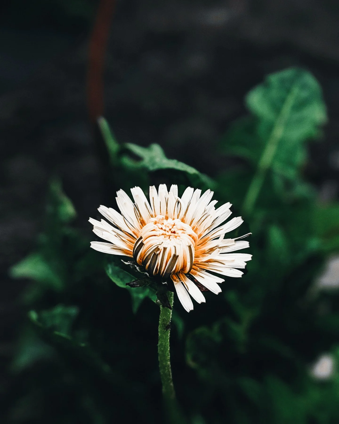 Out here collecting &ldquo;weeds&rdquo; like they&rsquo;re gold. 🌼✨

Dandelions are one of the first signs that the earth is waking up. Bright, resilient, and full of quiet magic.

Today&rsquo;s plan:
🌼 Infuse them into oil
🌼 Add them to something