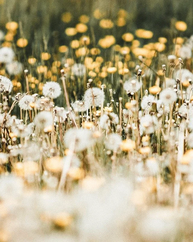 What if the &ldquo;weeds&rdquo; are the medicine? 🌿✨

Dandelion.
Nettle.
Plants we&rsquo;re taught to overlook&hellip; quietly returning each spring with purpose.

In our latest blog, we explore the medicinal and spiritual uses of these early plants