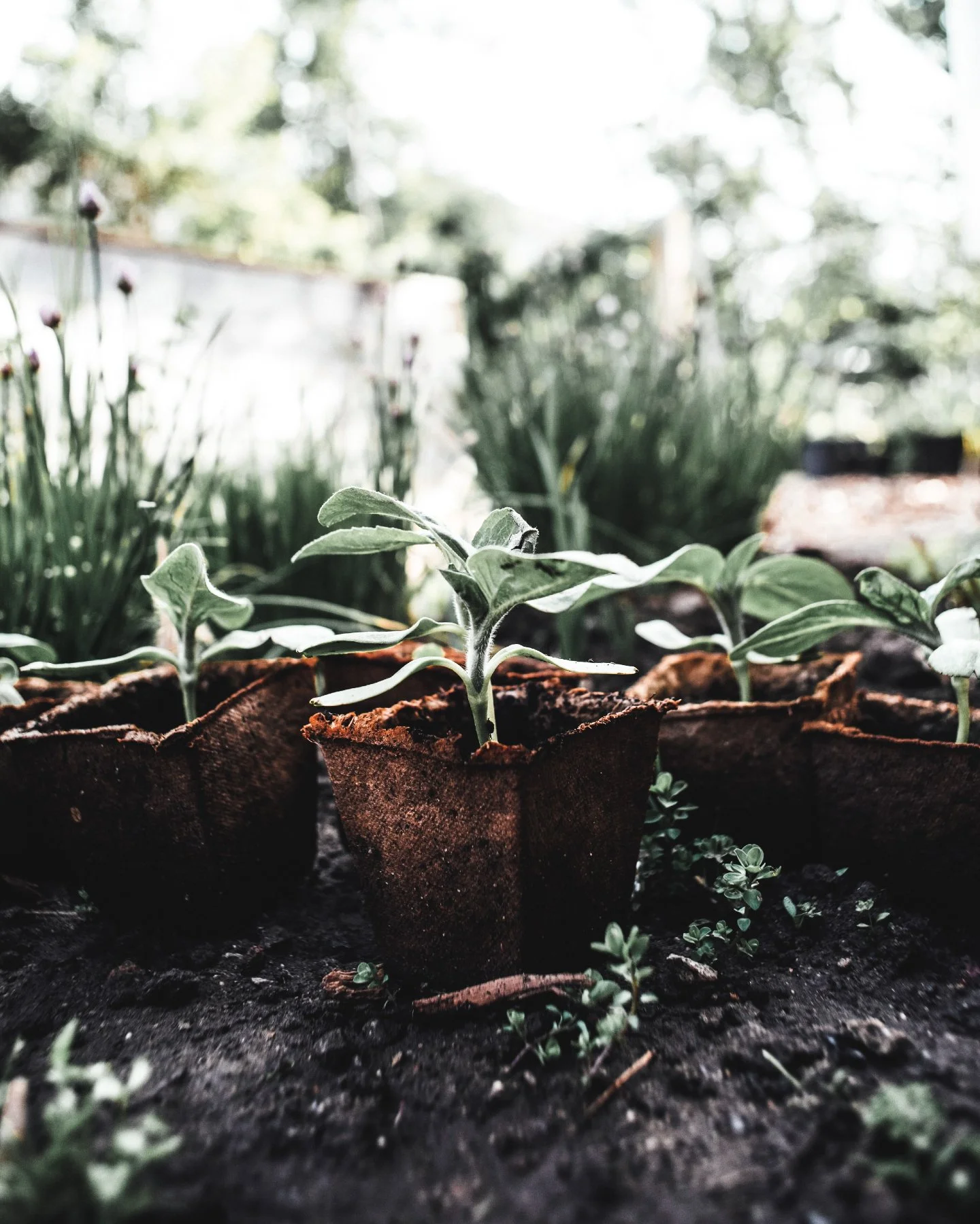 It&rsquo;s finally time to get our hands back in the earth. 🌿✨

Fresh soil.
Morning light.
Tiny green things beginning again.

There&rsquo;s something deeply grounding about planting this time of year. A reminder that growth starts quietly, beneath 