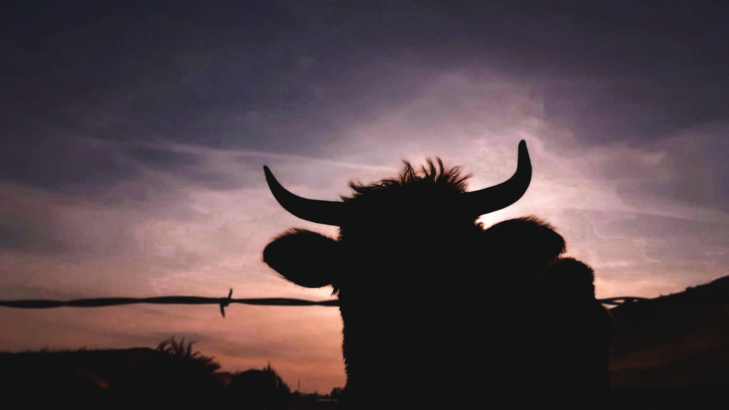This weekend brings the New Moon in Taurus. 🌑🌿✨

A softer kind of beginning.
One rooted in steadiness instead of urgency.

Taurus asks us to slow down long enough to build something real. To nourish what matters. To create stability that can actual