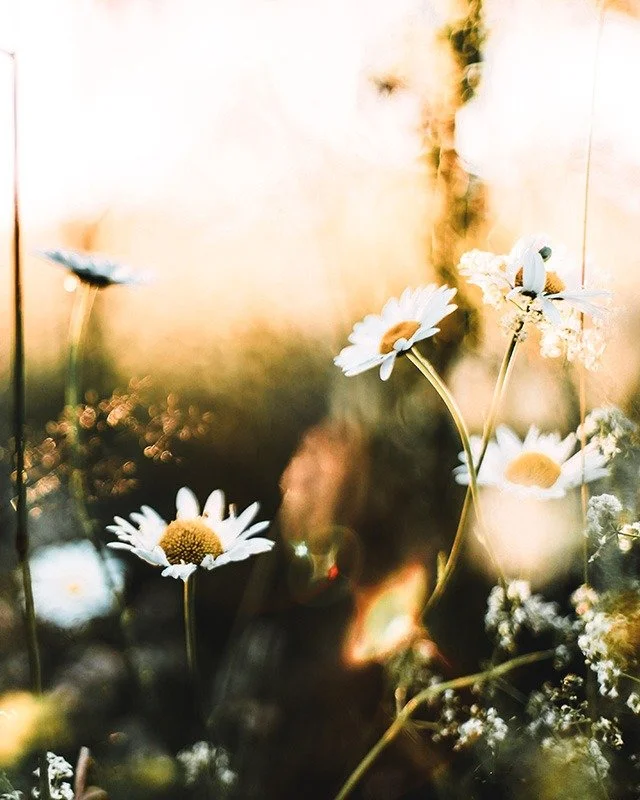 The wheel is turning toward Midsummer. ☀️✨

You can feel it in the longer evenings.
The gardens in bloom.
The way the world seems to hum with life.

Early June carries a special kind of magic. A threshold between spring's awakening and summer's fulln
