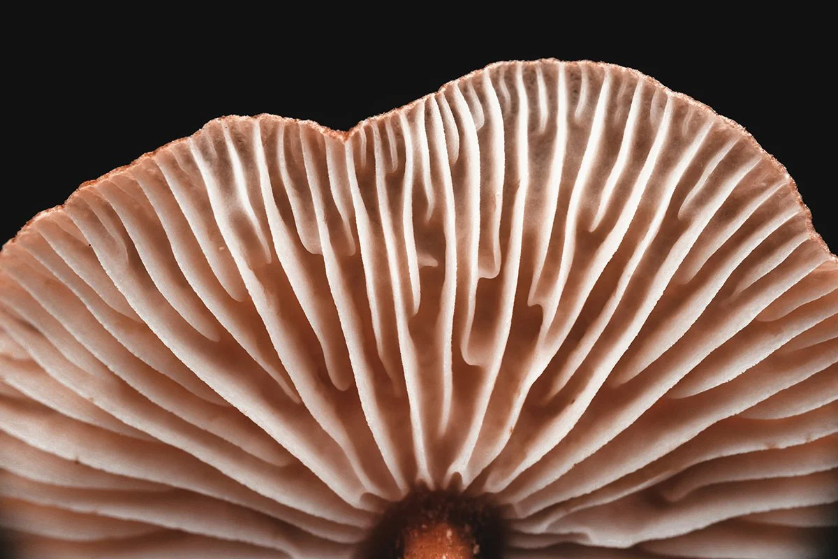 The Magic of Mushrooms: Folklore, Fairy Rings, and the Hidden World Beneath Our Feet