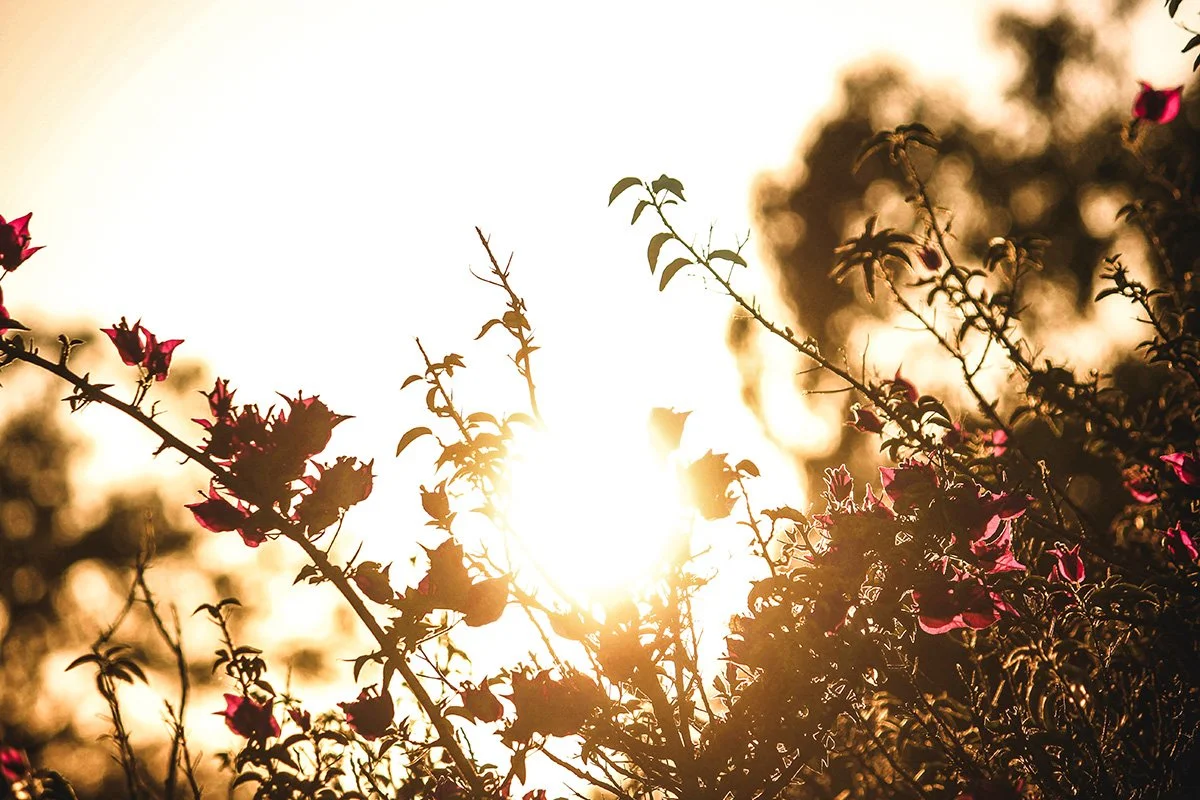 After the Sun Stands Still: Living the Magic of the Summer Season