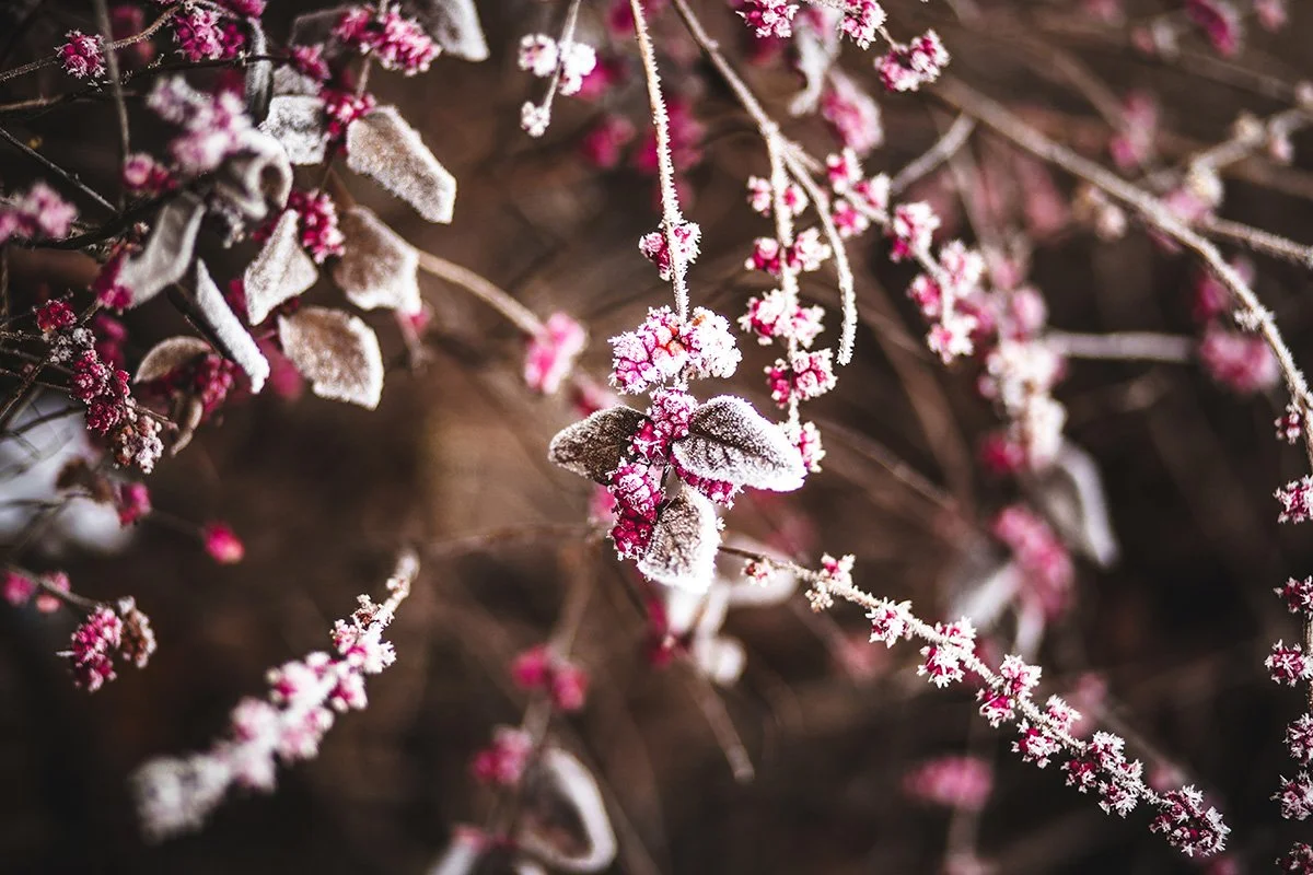 The Magic of the In-Between: Why Late Winter Feels Restless