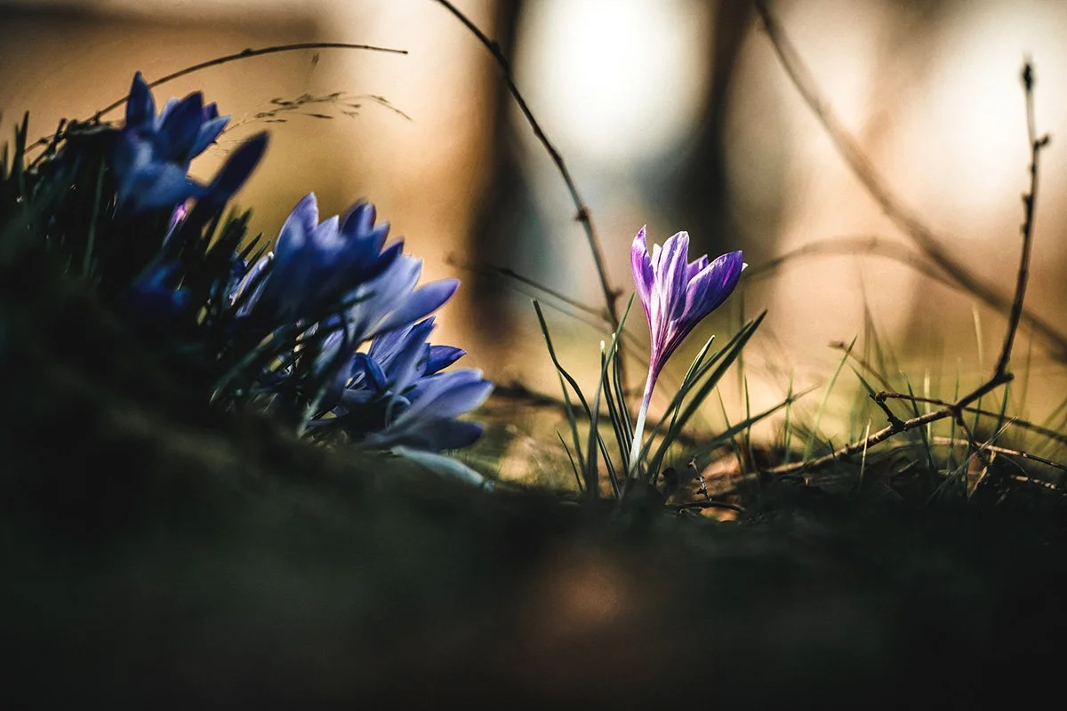The Magic of the Thaw: Spiritual Lessons from Early Spring