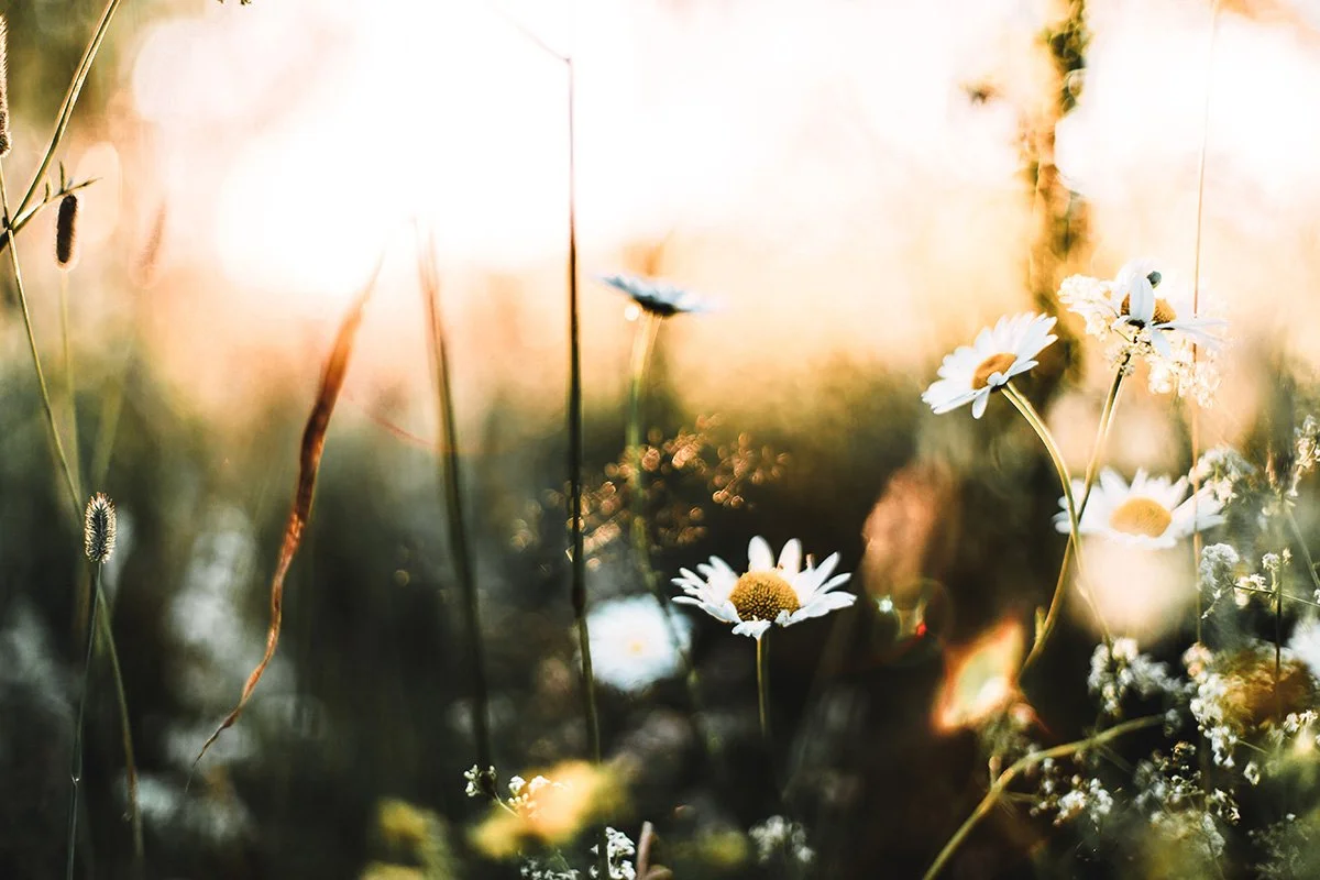 The Magic of Midsummer's Approach: What the Lengthening Days Are Trying to Teach Us