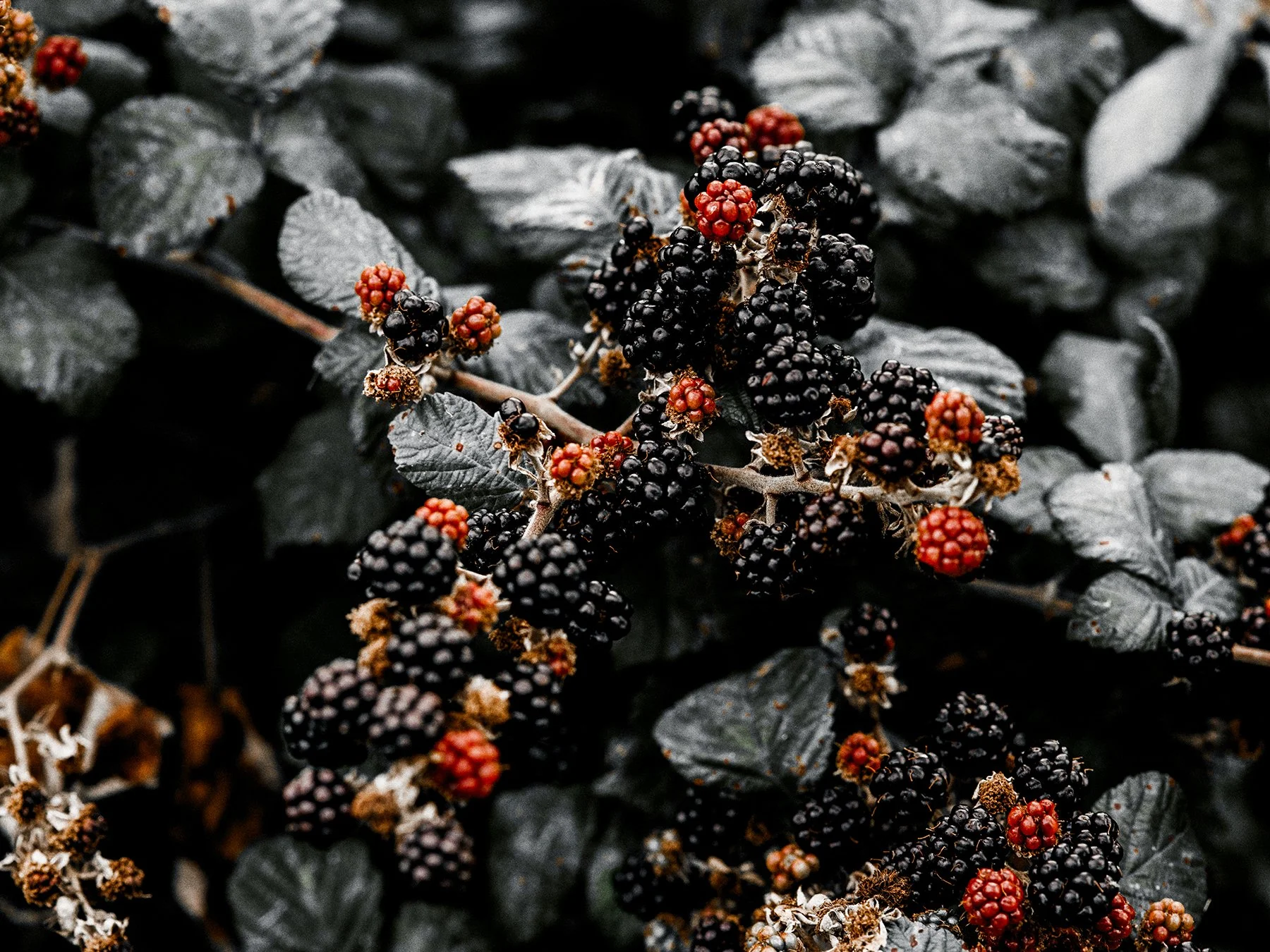 Blackberry Magic: The Strange Folklore Hidden in the Brambles