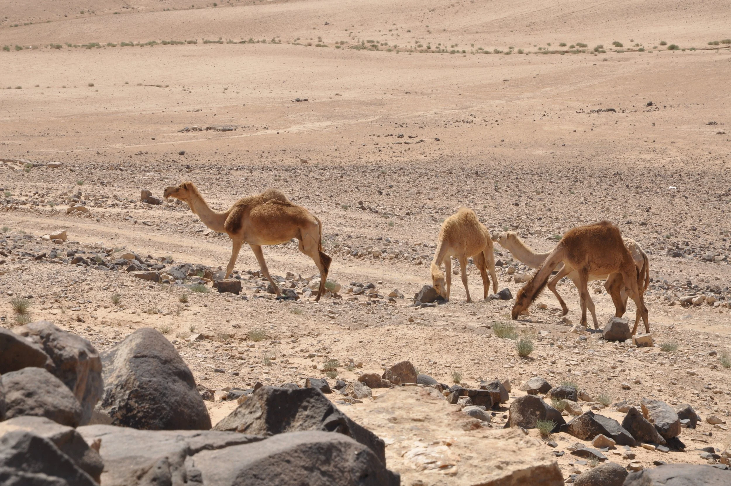 KRP2011_0105.JPG
