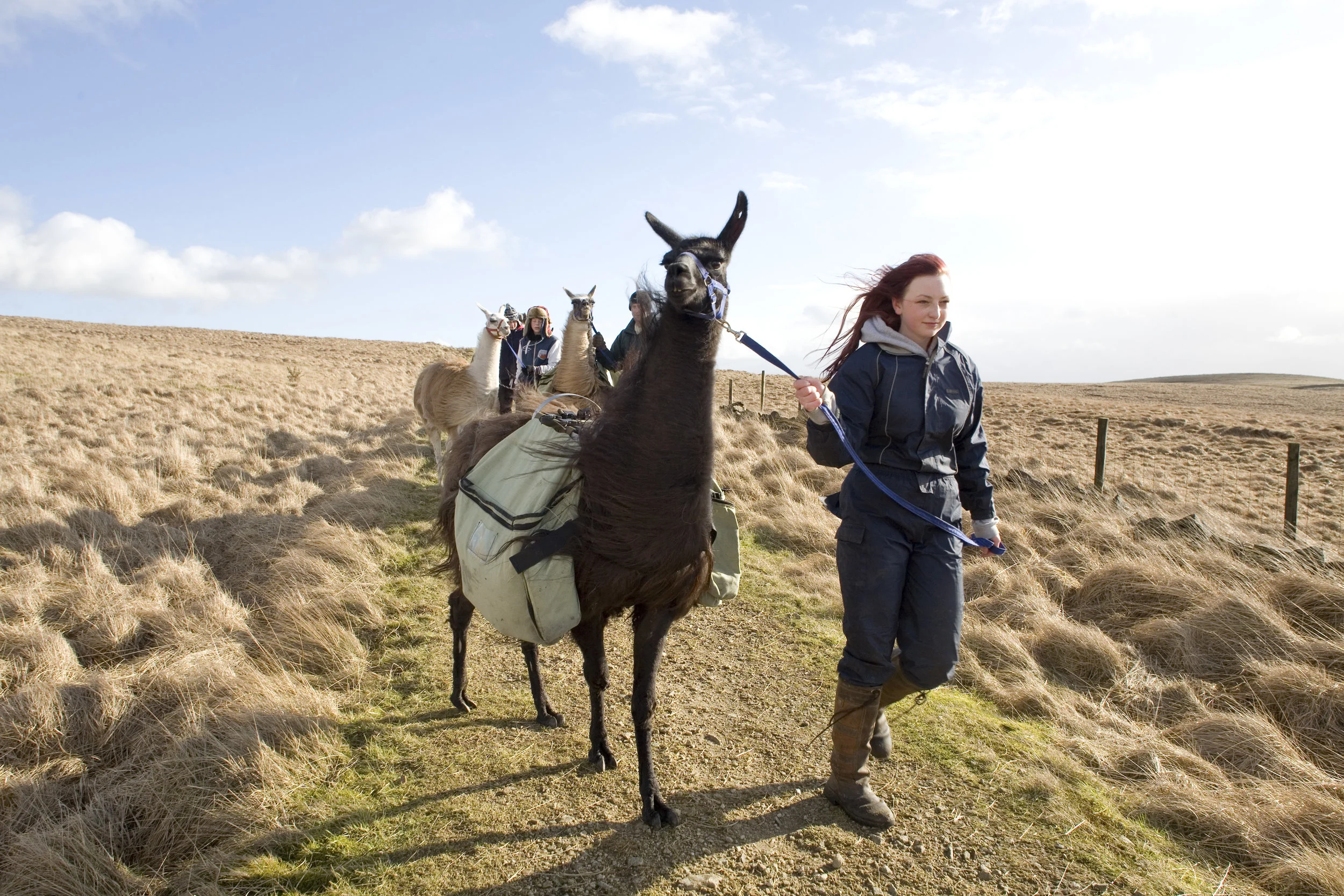 llama_trek047 copy.jpg