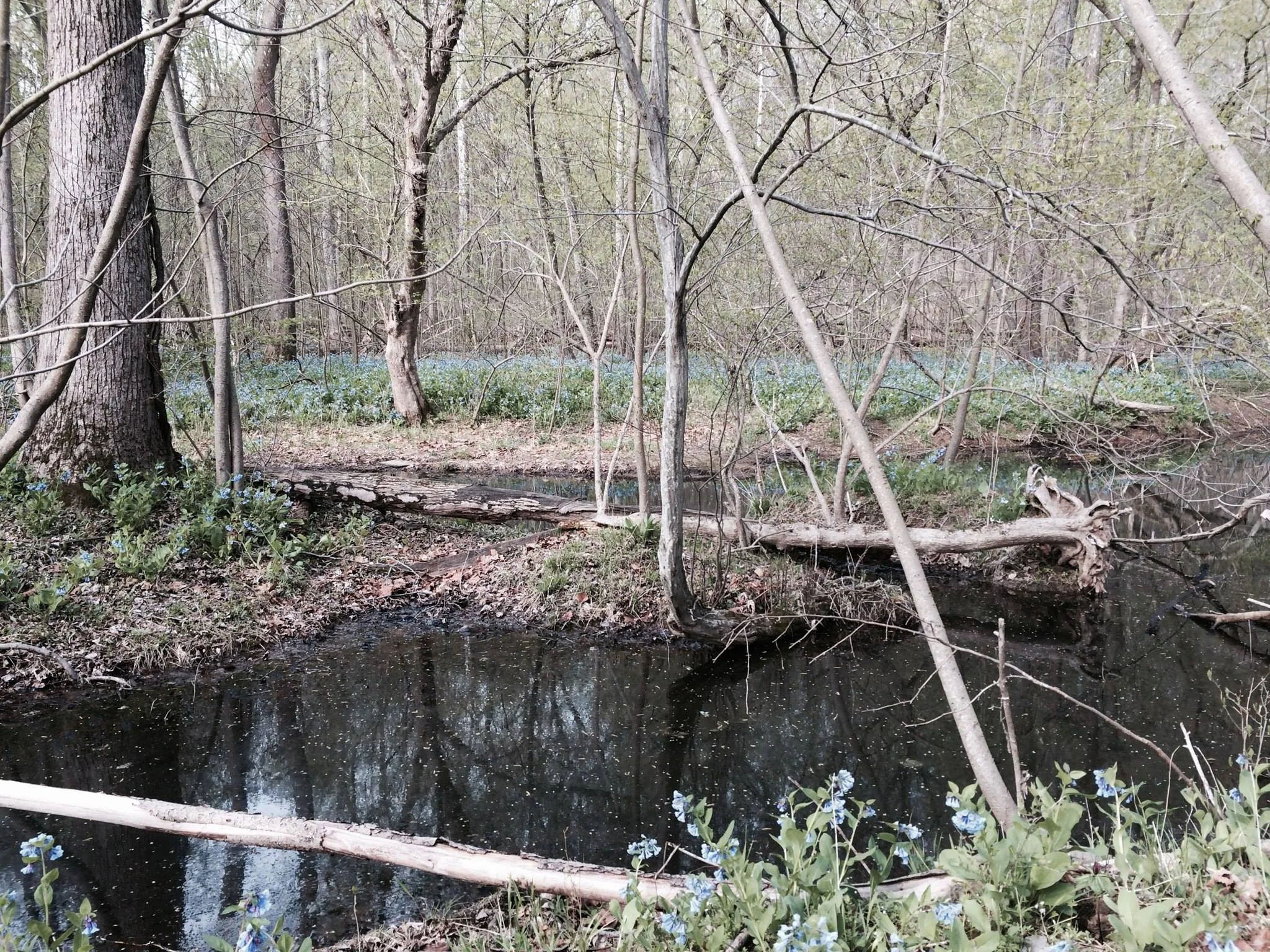 Bluebells on the Potomac River Flood Plain