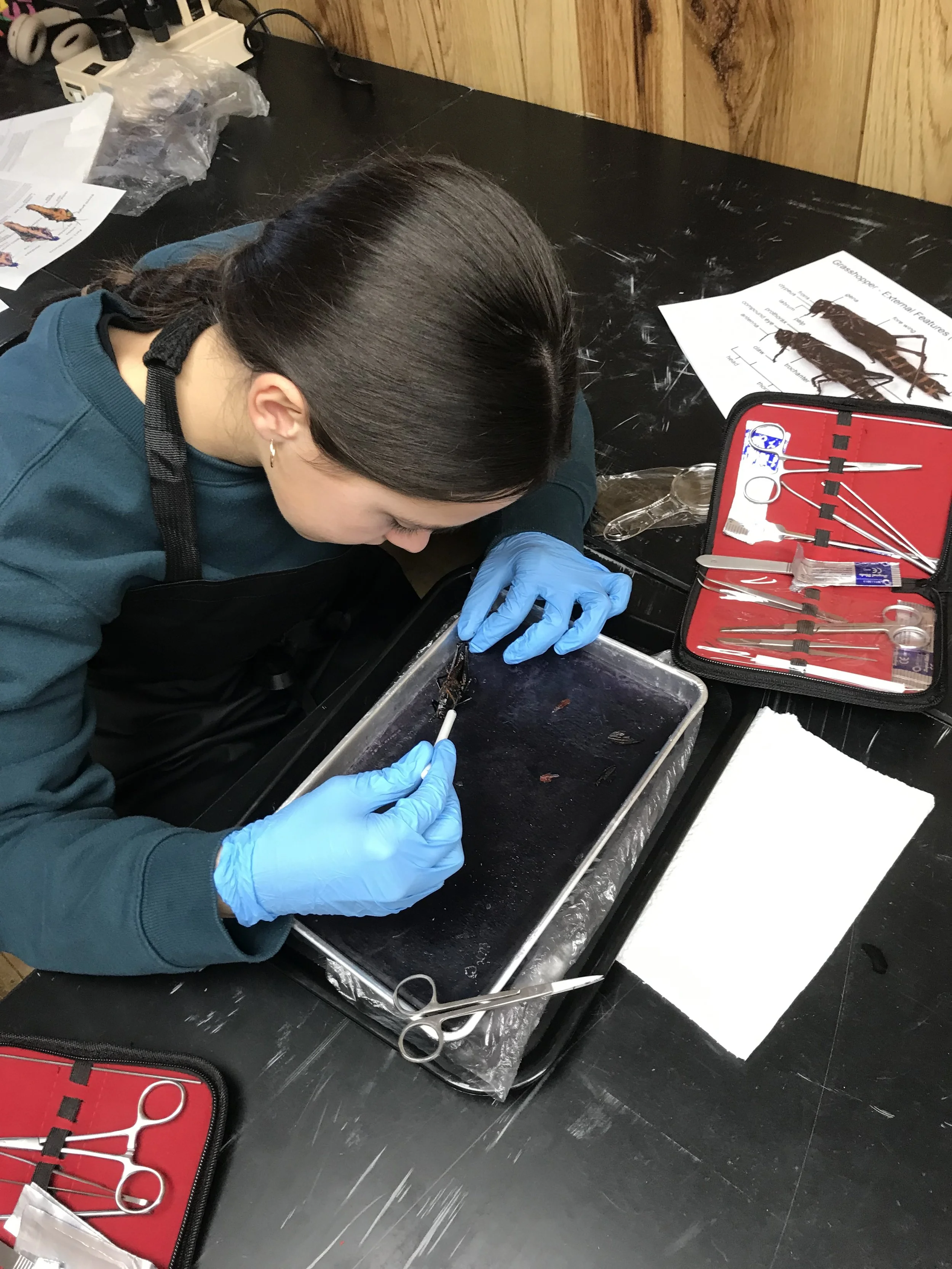 Grasshopper Dissection