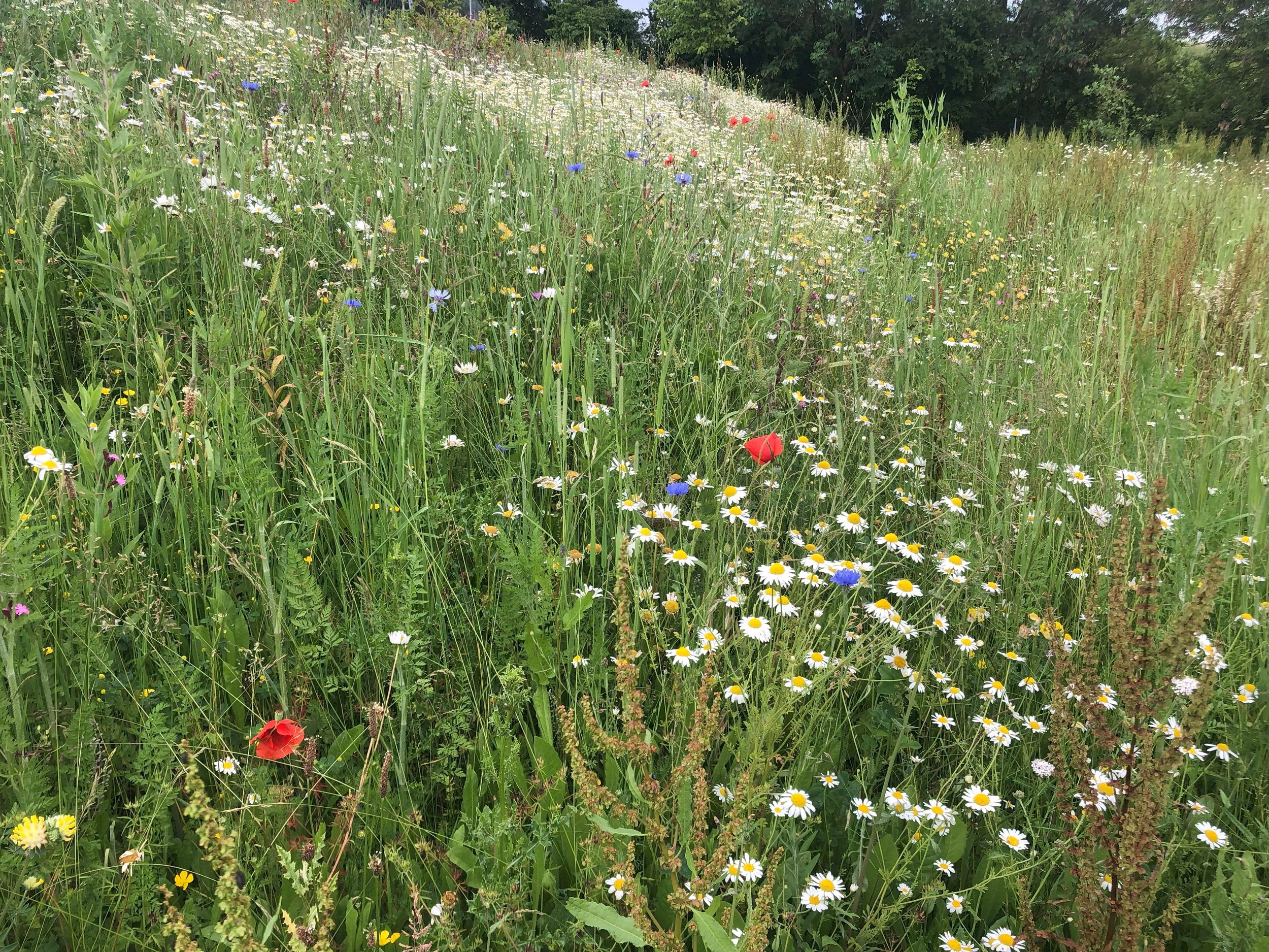 Wildflower meadow site 20.jpeg