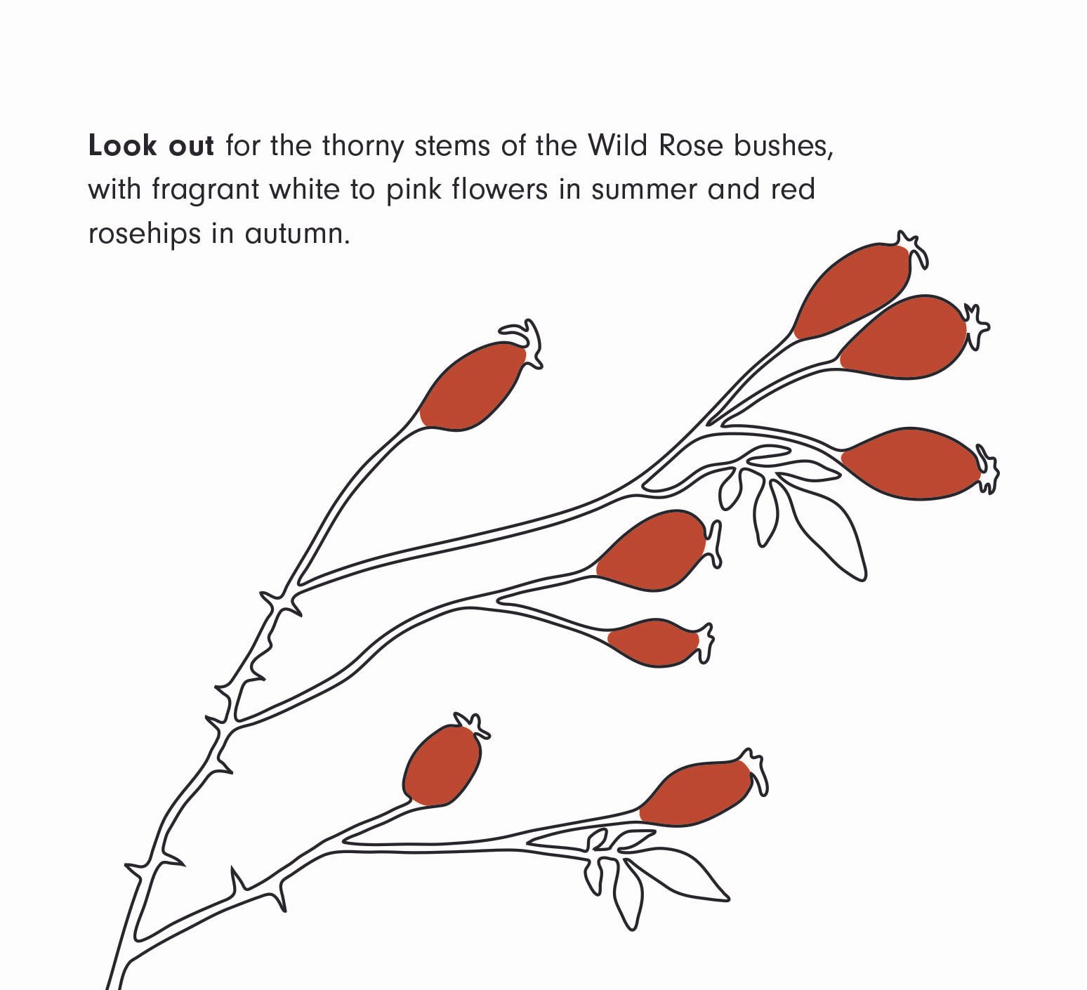 home habitat hope book illustrations