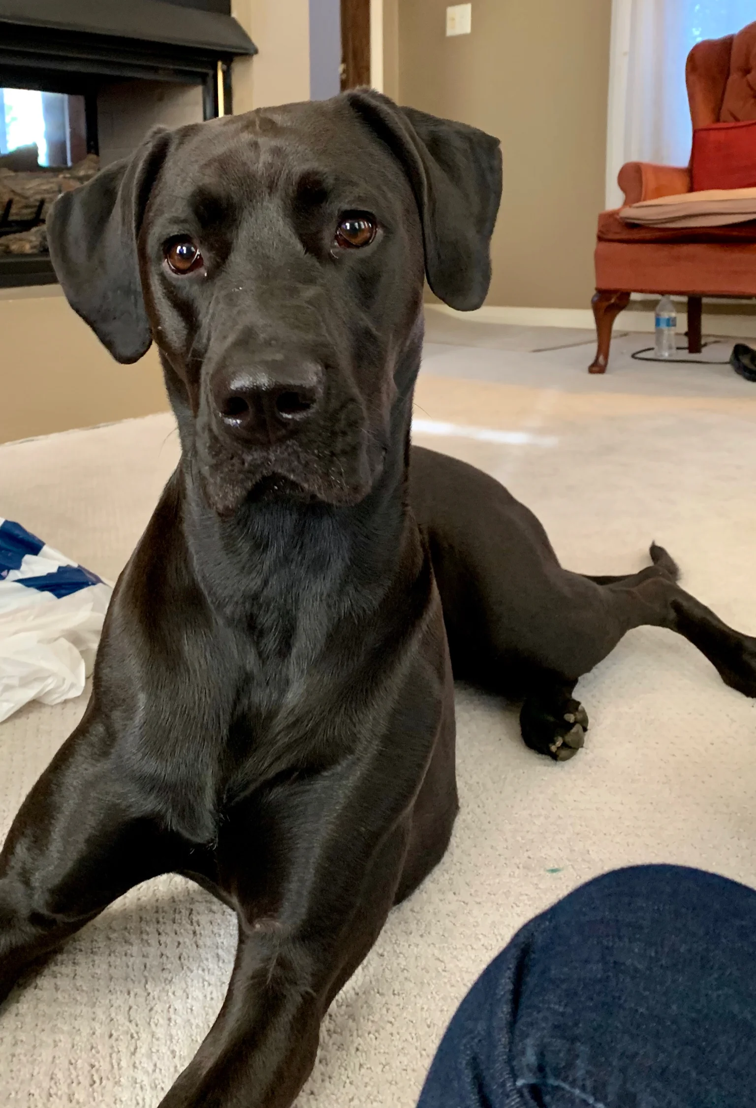      

 
   Dear Kallie,   Your dad and I just finished a 3-day safari in South Africa and realized that there’s a little bit of you in each of these animals.   We saw a pride of lions and when one of the mama lions got tired, she heavily plopped her