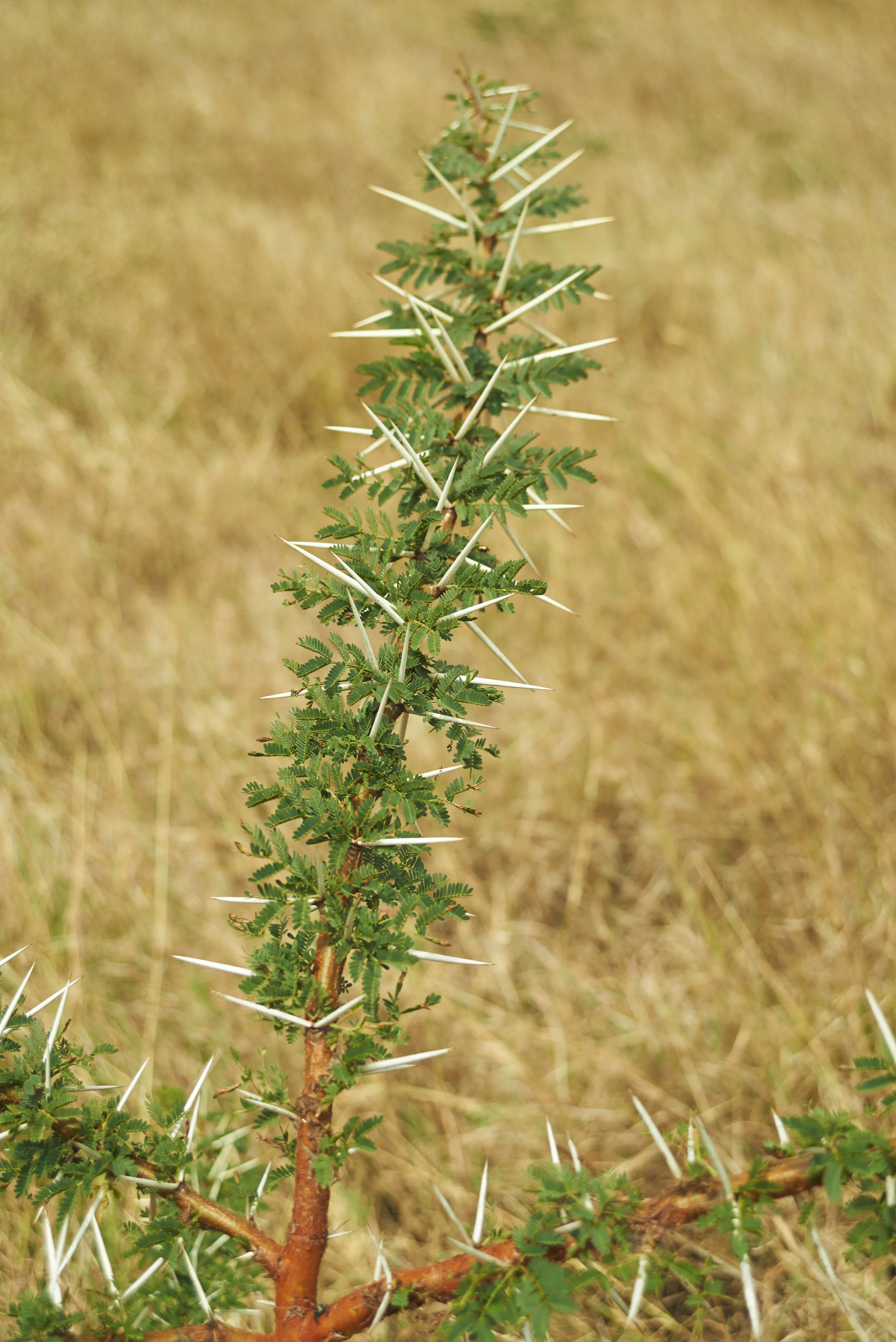 TREE OF LIFE 6.jpg