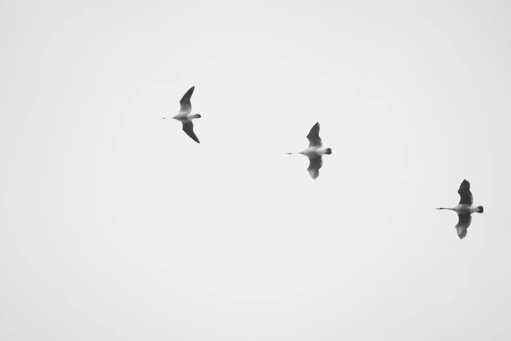 Birds.jpg