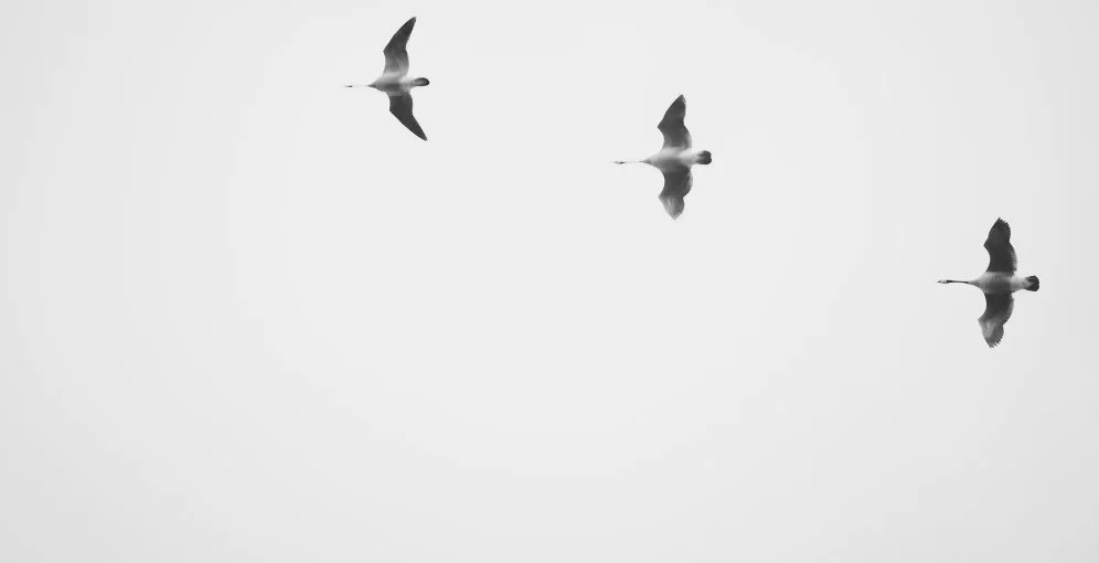 Birds_right justified.jpg